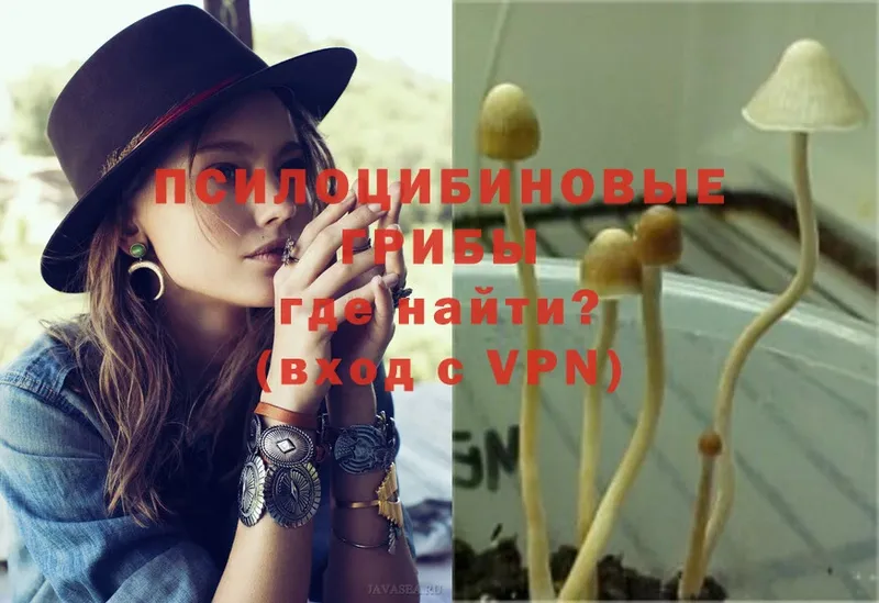 Псилоцибиновые грибы Psilocybine cubensis  Пушкино 